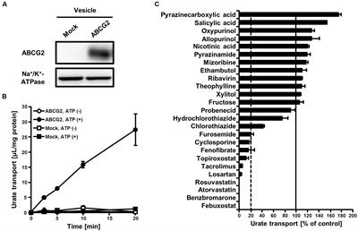 Identification of Febuxostat as a New Strong ABCG2 Inhibitor: Potential Applications and Risks in Clinical Situations